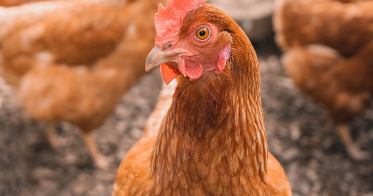 Bird Flu (H5N1) in India: Risks, Symptoms & Prevention