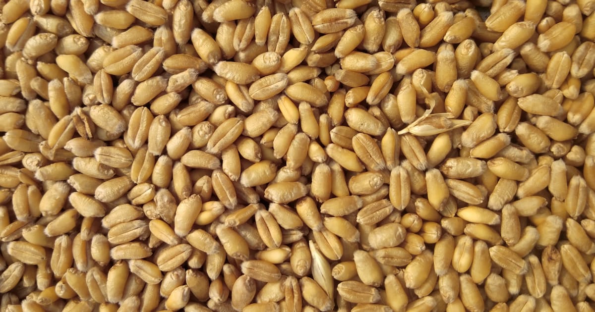 Celiac Disease in India: Tests, Diet & Gluten-Free Guide