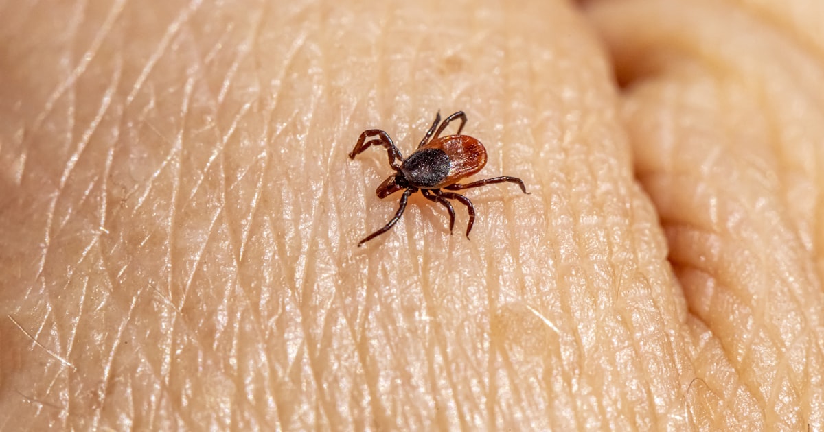 Crimean-Congo Haemorrhagic Fever (CCHF): India Guide