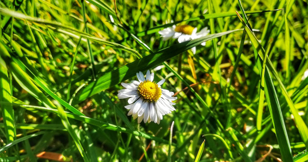 Hair Loss in India: Causes, Tests & Treatment Guide