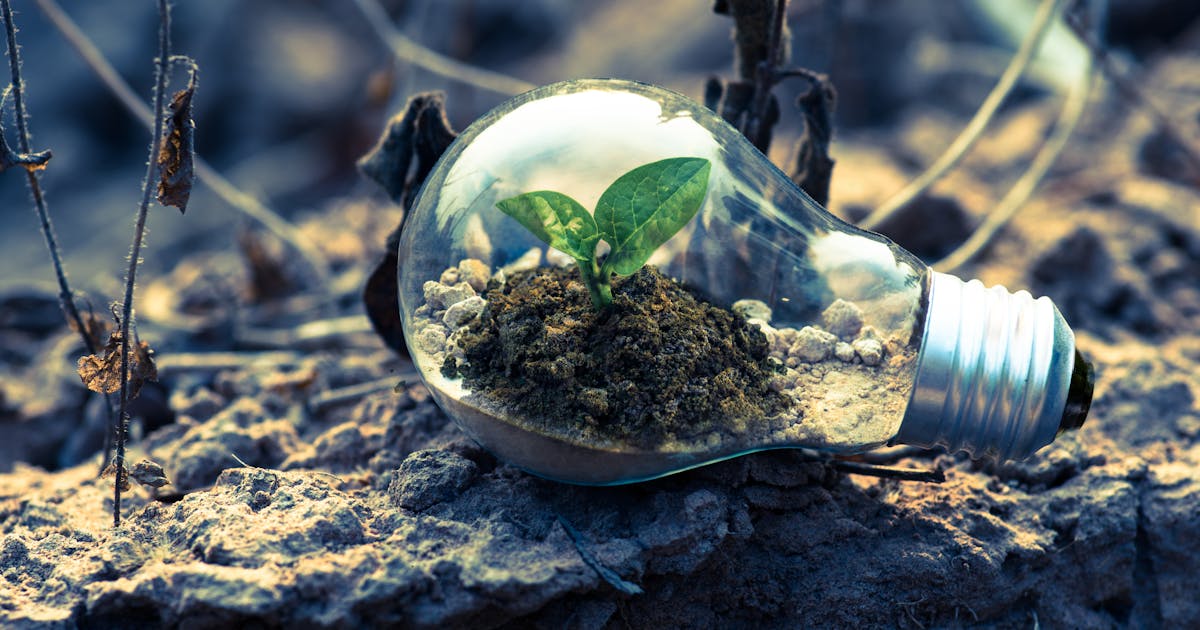 Leptospirosis in India: Tests, Treatment & Monsoon Guide