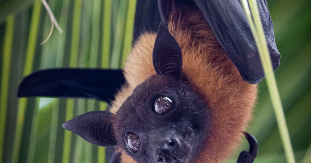 Nipah Virus in India: Symptoms, Outbreaks & Prevention