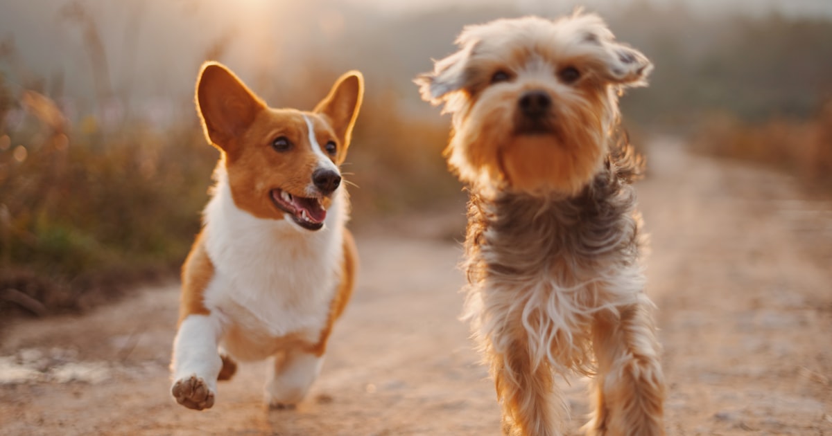 Rabies Vaccine After Dog Bite: Complete India Guide